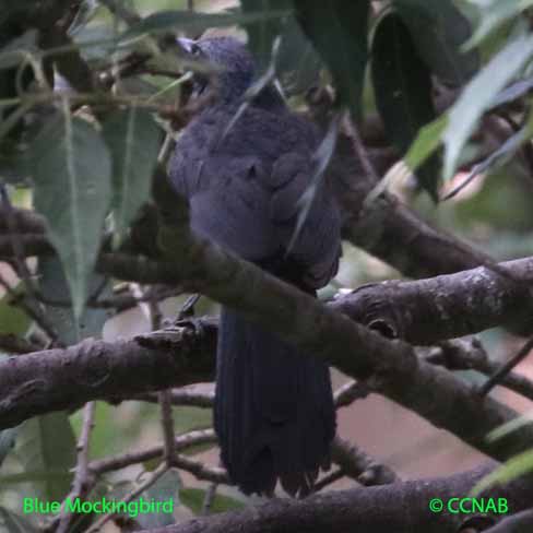 Birds of North America