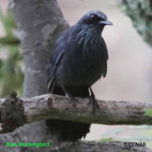 Birds of North America