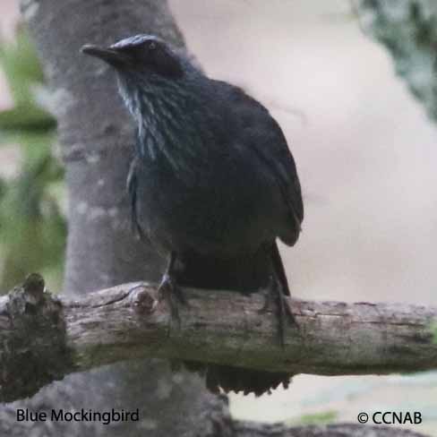 Birds of North America