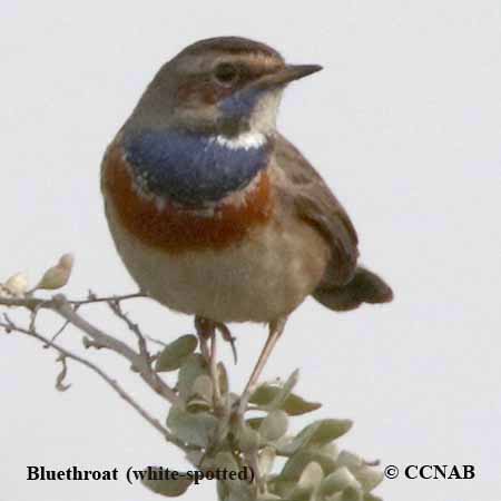 Bluethroat