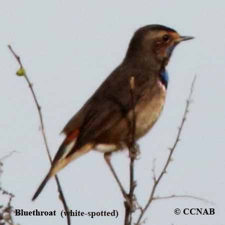 Birds of North America