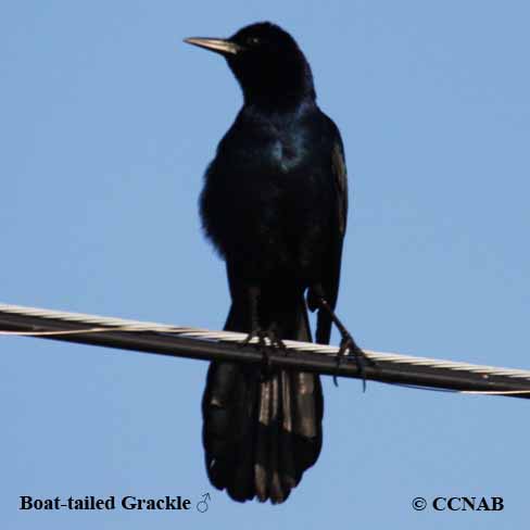 Birds of North America