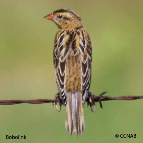 Birds of North America