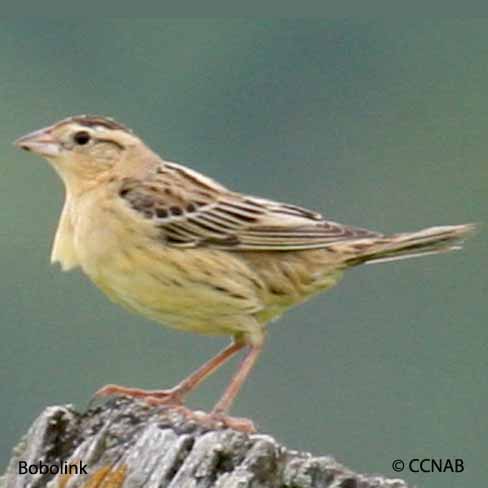 Birds of North America