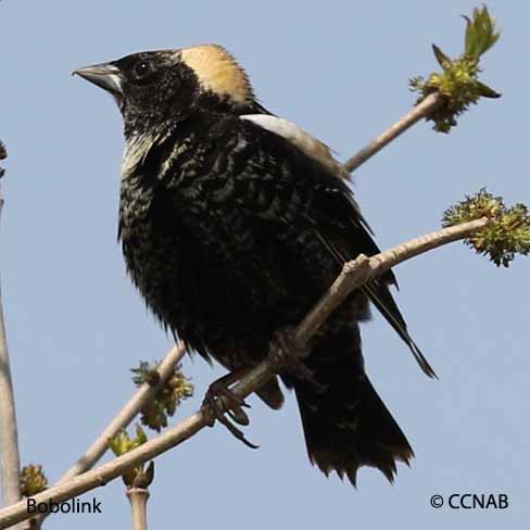 Birds of North America