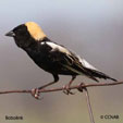 Bobolink songs and calls