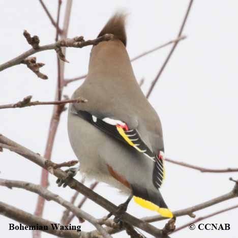 Birds of North America