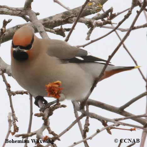 Birds of North America