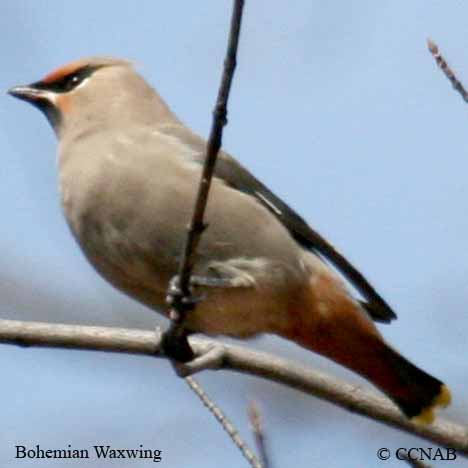 North American Waxwings