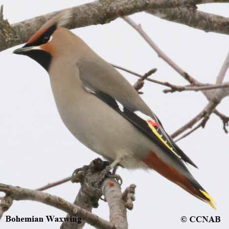 Bohemian Waxwing