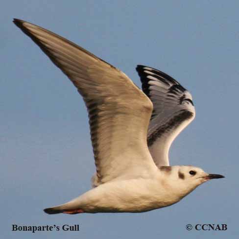 Birds of North America