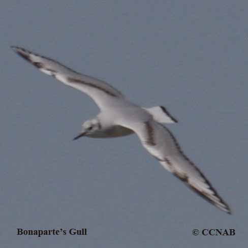 Birds of North America