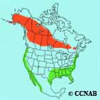 Bonaparte's Gull range map