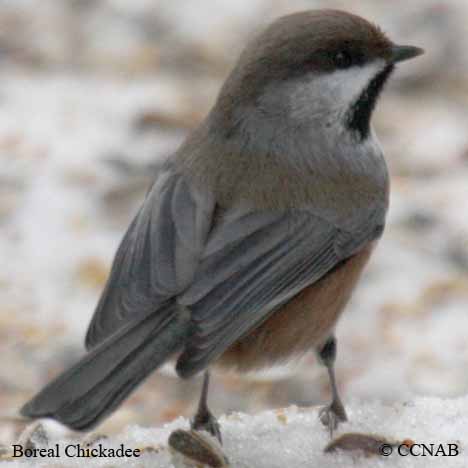 Birds of North America