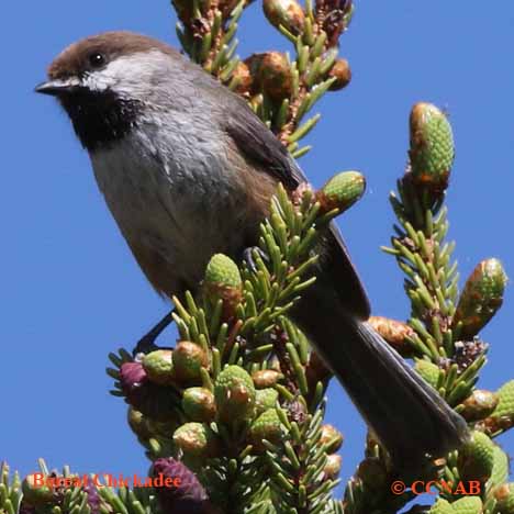 Birds of North America