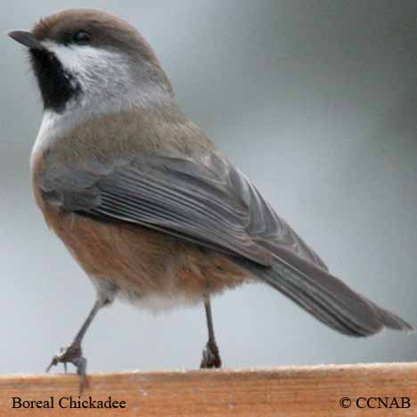 North American Chickadees