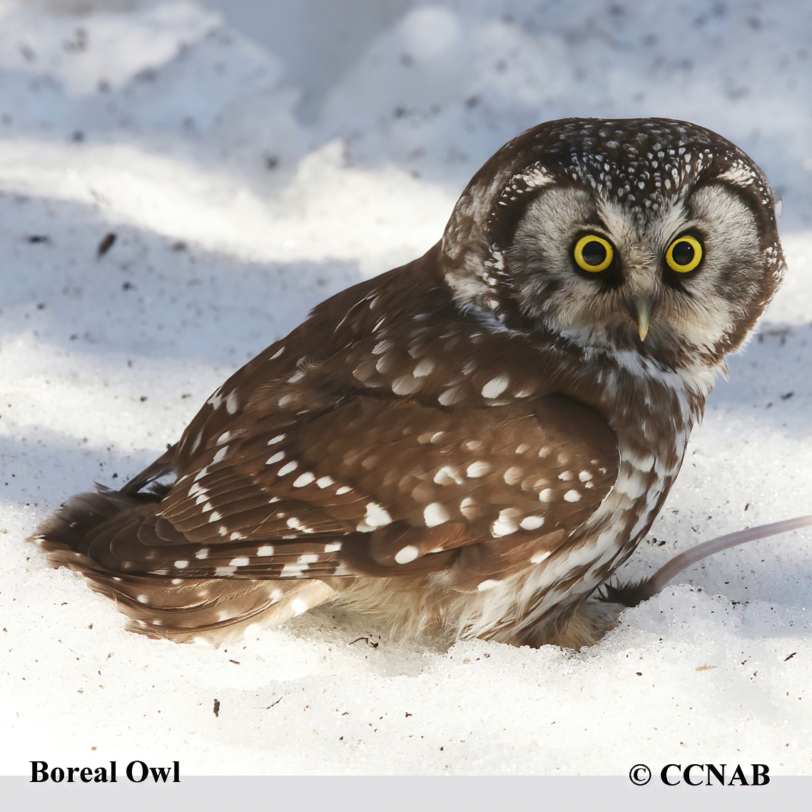 Boreal Owl