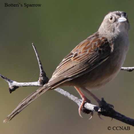 Birds of North America