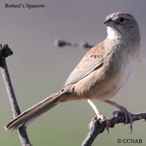 Birds of North America