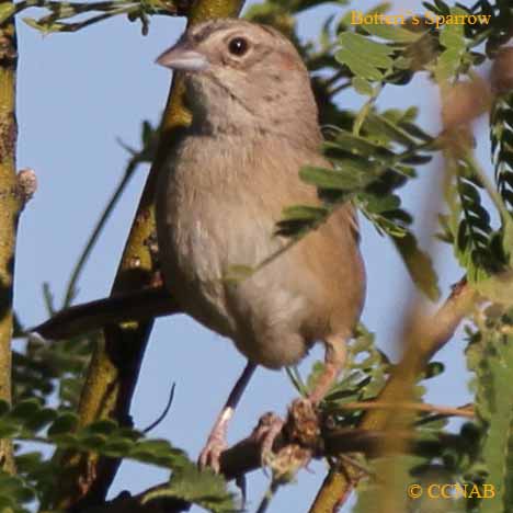 Birds of North America