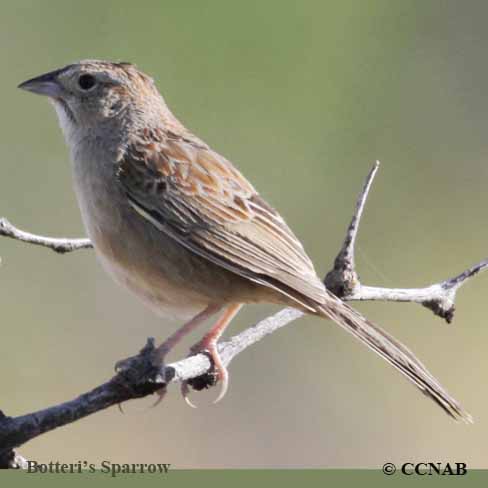 Botteri's Sparrow