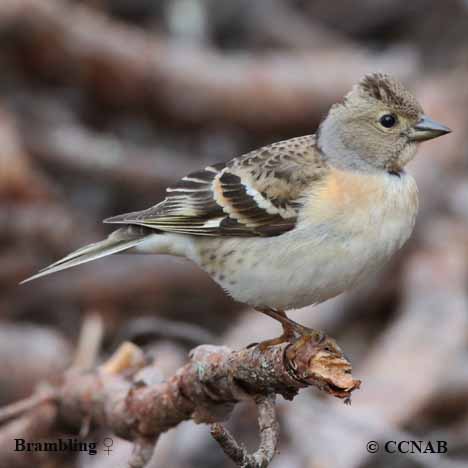 Birds of North America