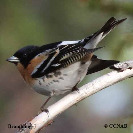 Birds of North America