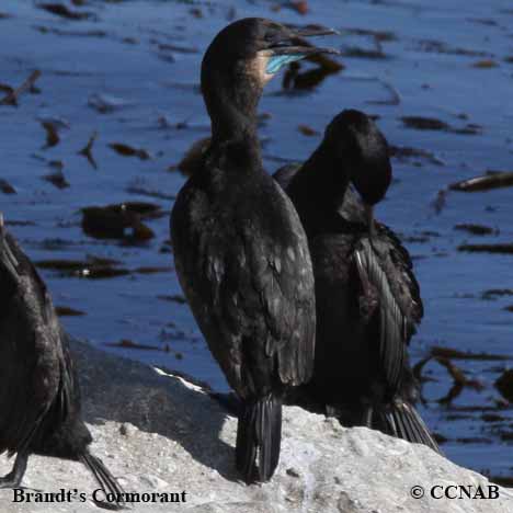 Birds of North America