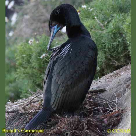 Birds of North America