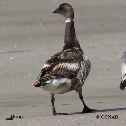 Birds of North America
