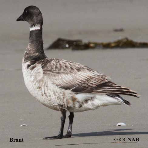 Birds of North America