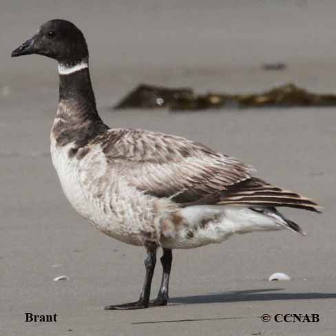Brant (light-grey)