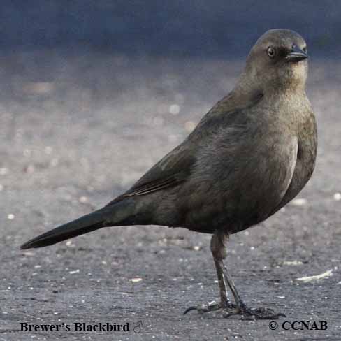 Birds of North America