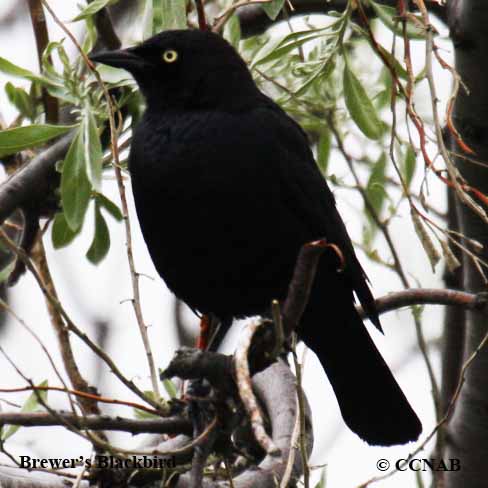 Birds of North America
