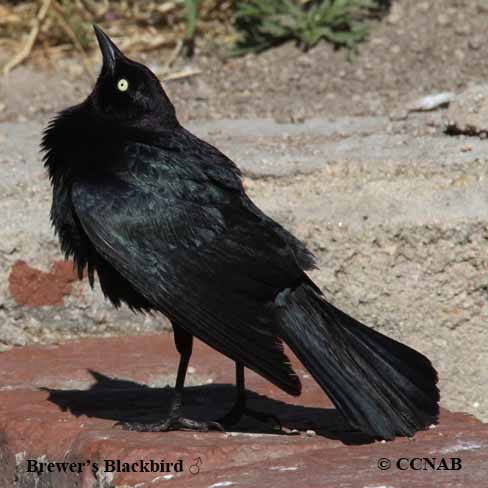 Birds of North America
