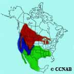 Brewer's Blackbird range map