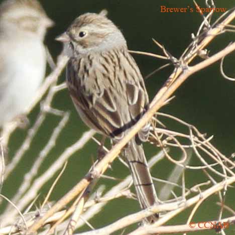 Birds of North America