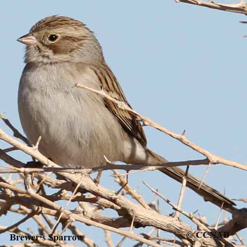 Brewer's Sparrow
