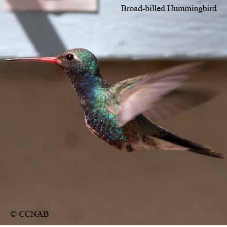 Birds of North America