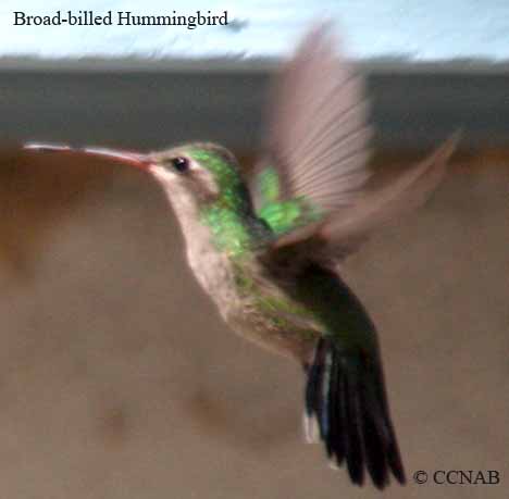 Birds of North America