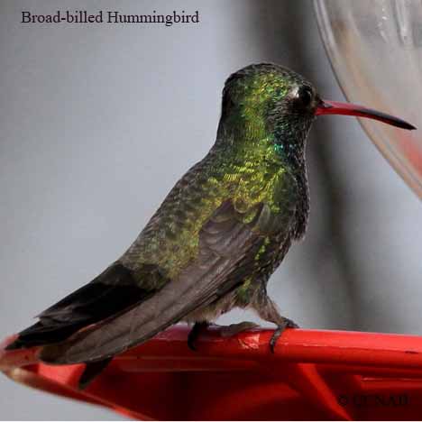 Birds of North America