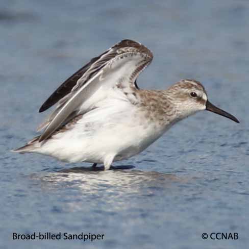 Birds of North America