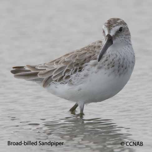 Birds of North America
