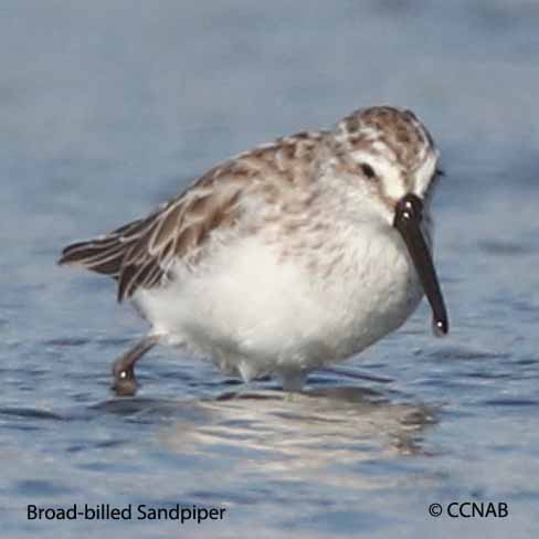 Birds of North America