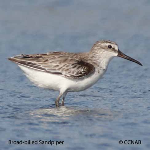 Birds of North America