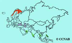 Broad-billed Sandpiper range map
