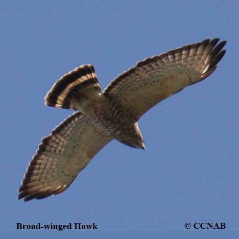 Birds of North America