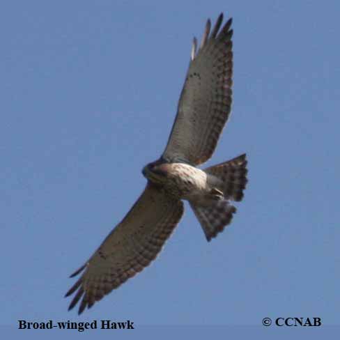 Birds of North America