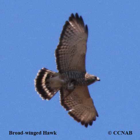 Birds of North America