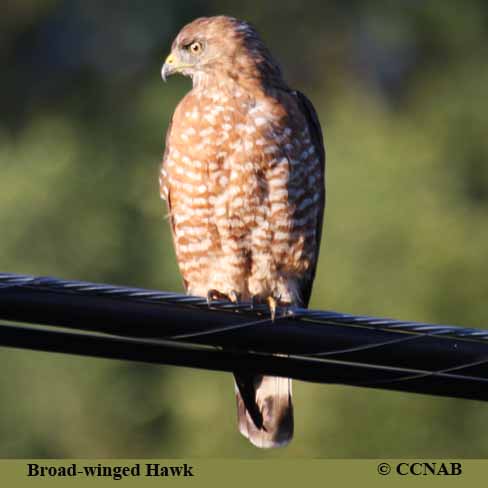 North American Hawks